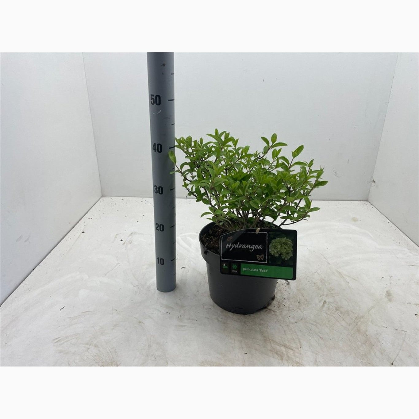 Syrenhortensia – Hydrangea paniculata 'Bobo' - C5